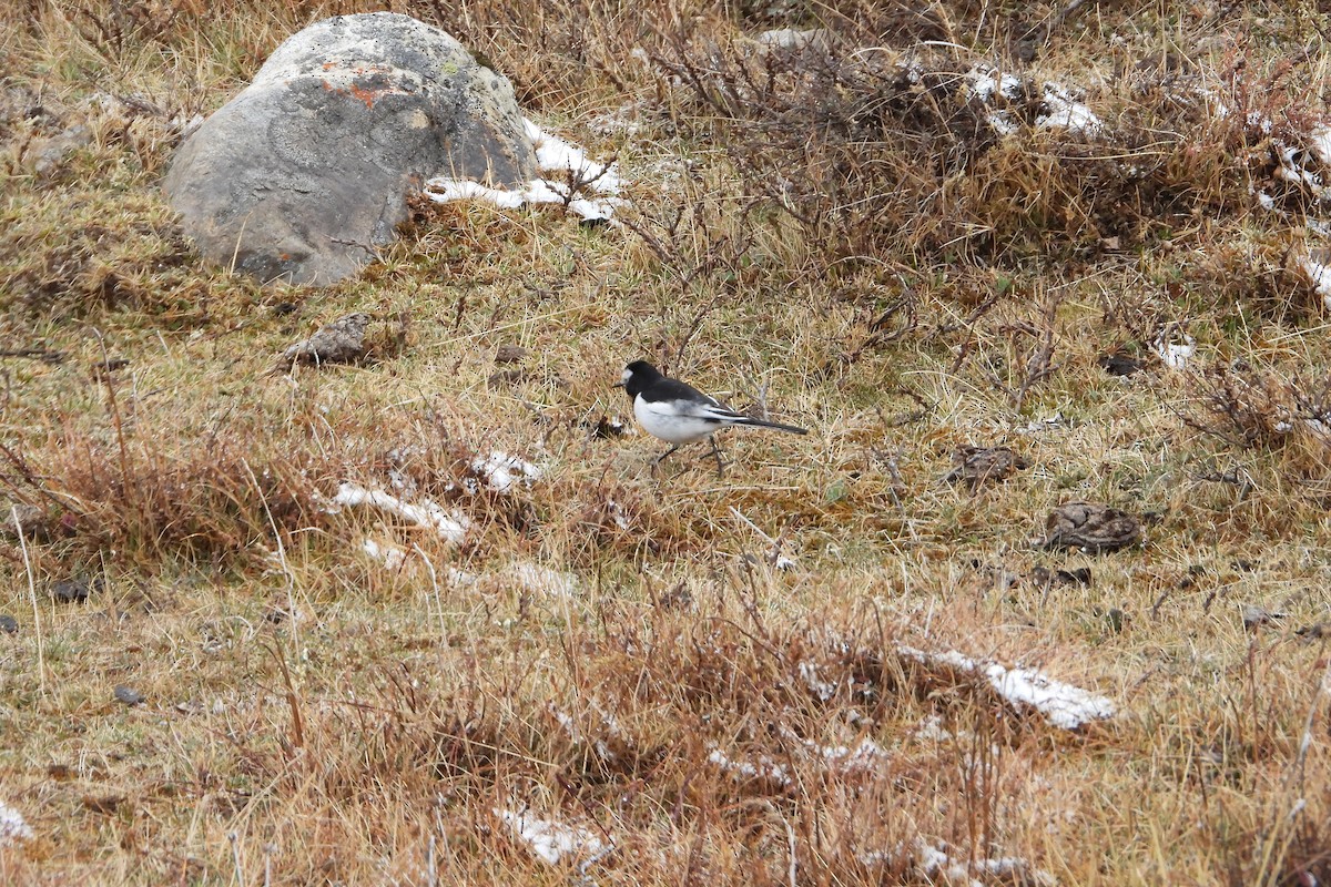 Хөх цэгцгий - ML585934211