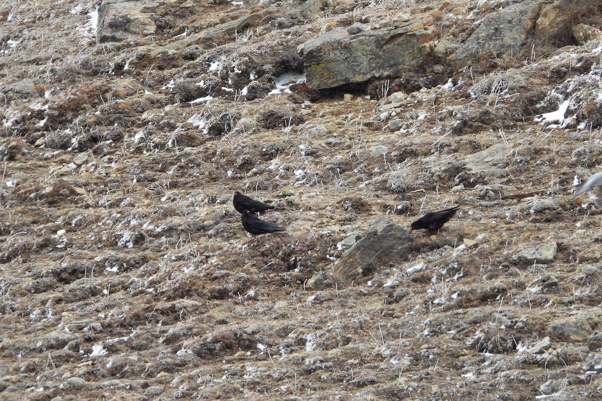 Red-billed Chough - ML585934471