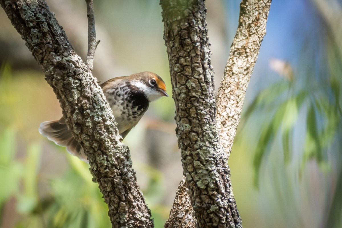 Australian Rufous Fantail - ML58593461