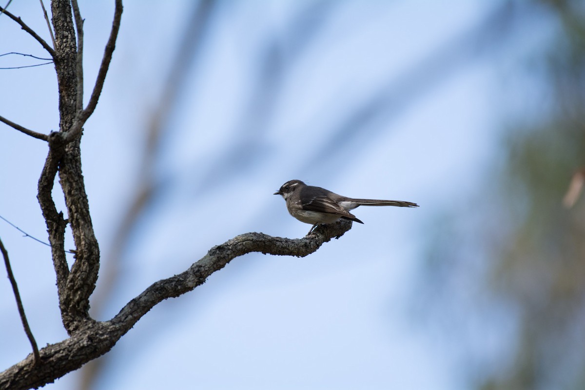 Gray Fantail - ML58593471