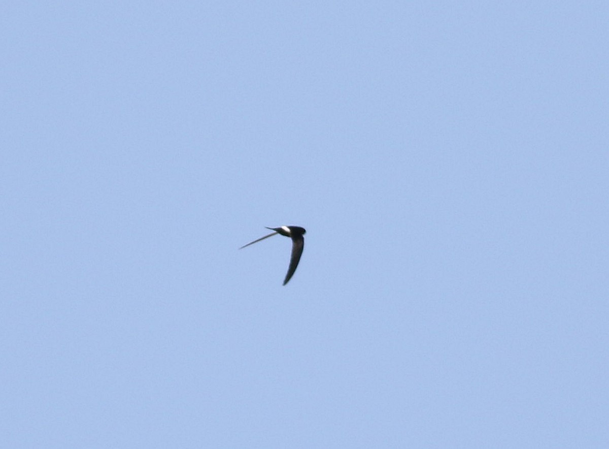 White-rumped Swift - ML585934911