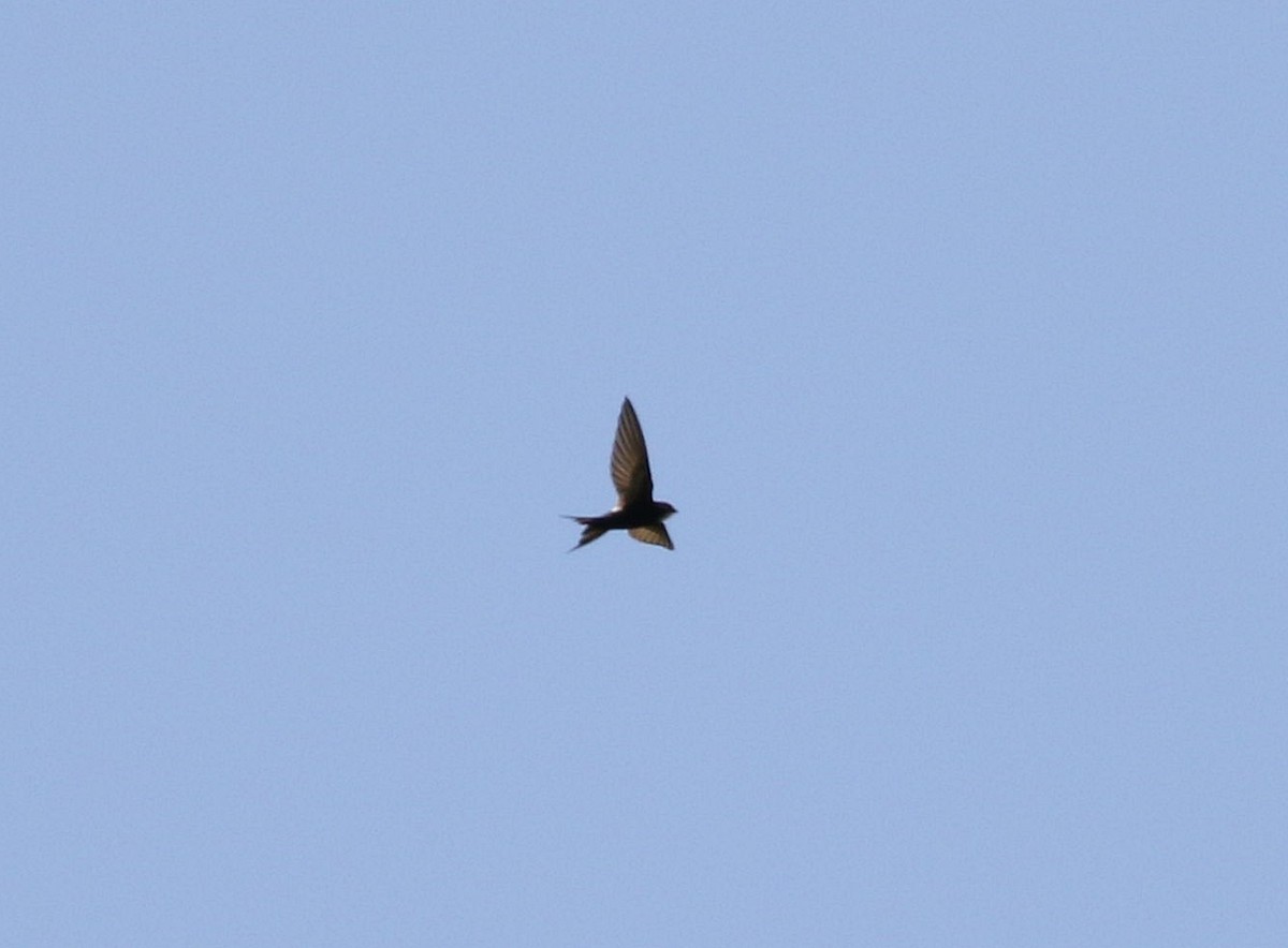 White-rumped Swift - ML585935111