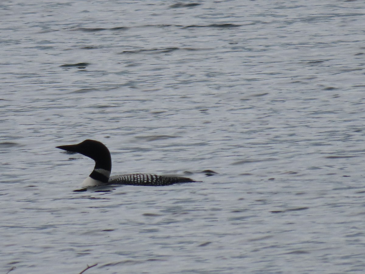 Common Loon - ML585935811