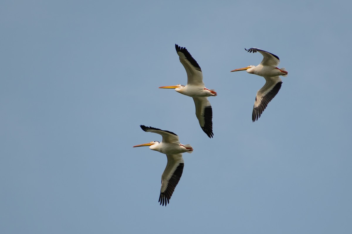 American White Pelican - ML585935851