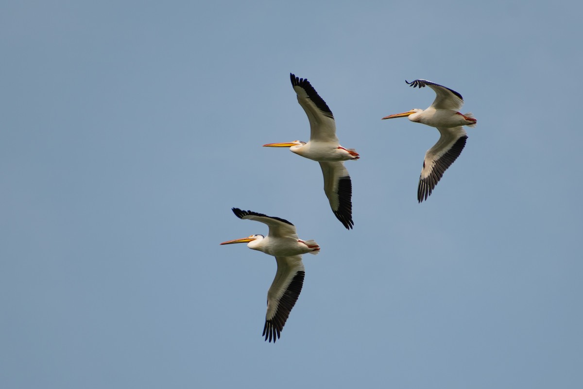 pelikán severoamerický - ML585935851