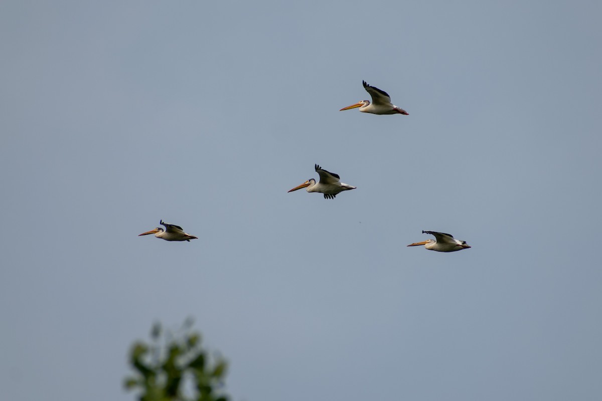 American White Pelican - ML585935861