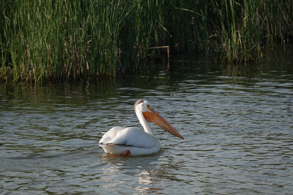 American White Pelican - ML585936691