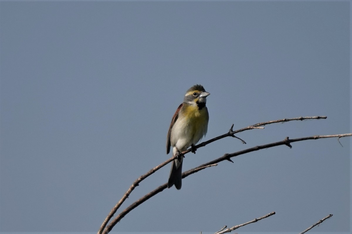 Dickcissel d'Amérique - ML585936841