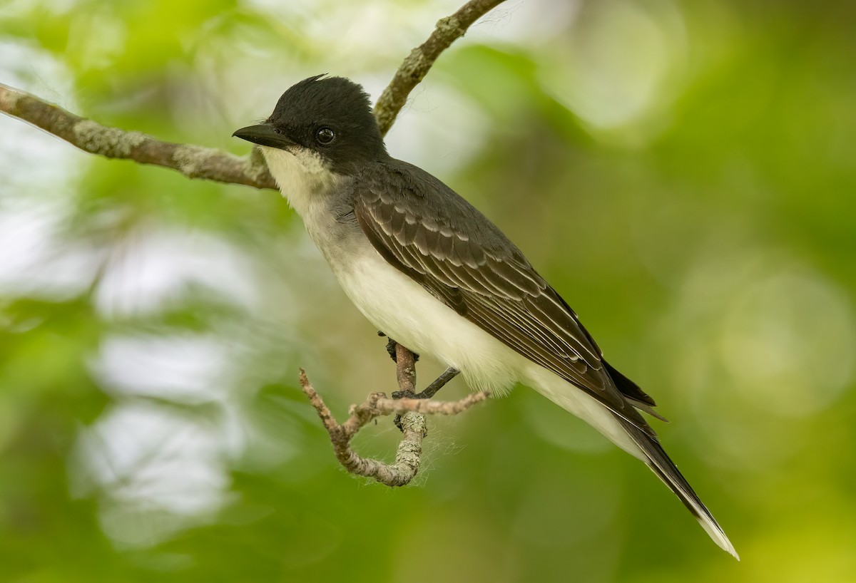 Eastern Kingbird - ML585937551