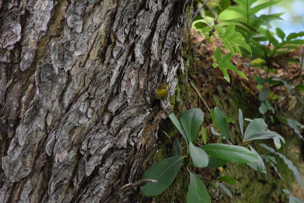 Warbling White-eye - ML585938131