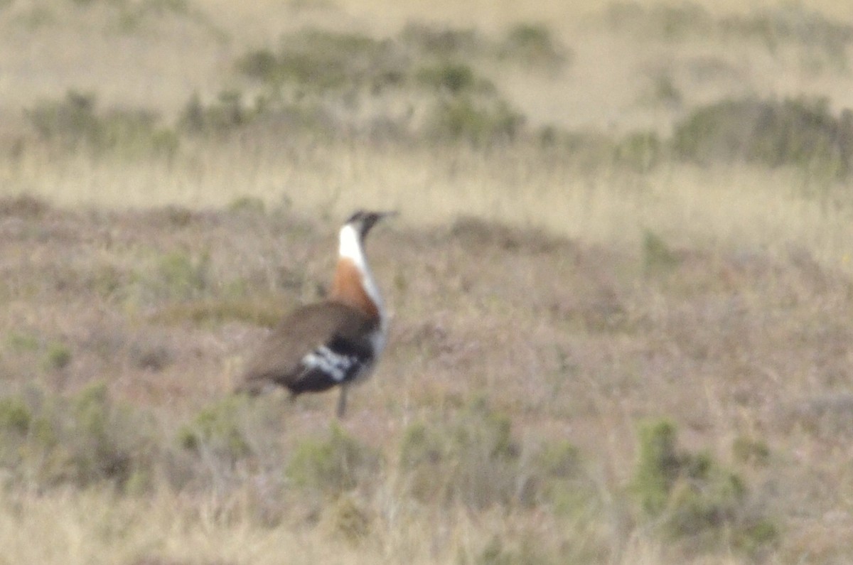 Denham's Bustard - Luke Goddard