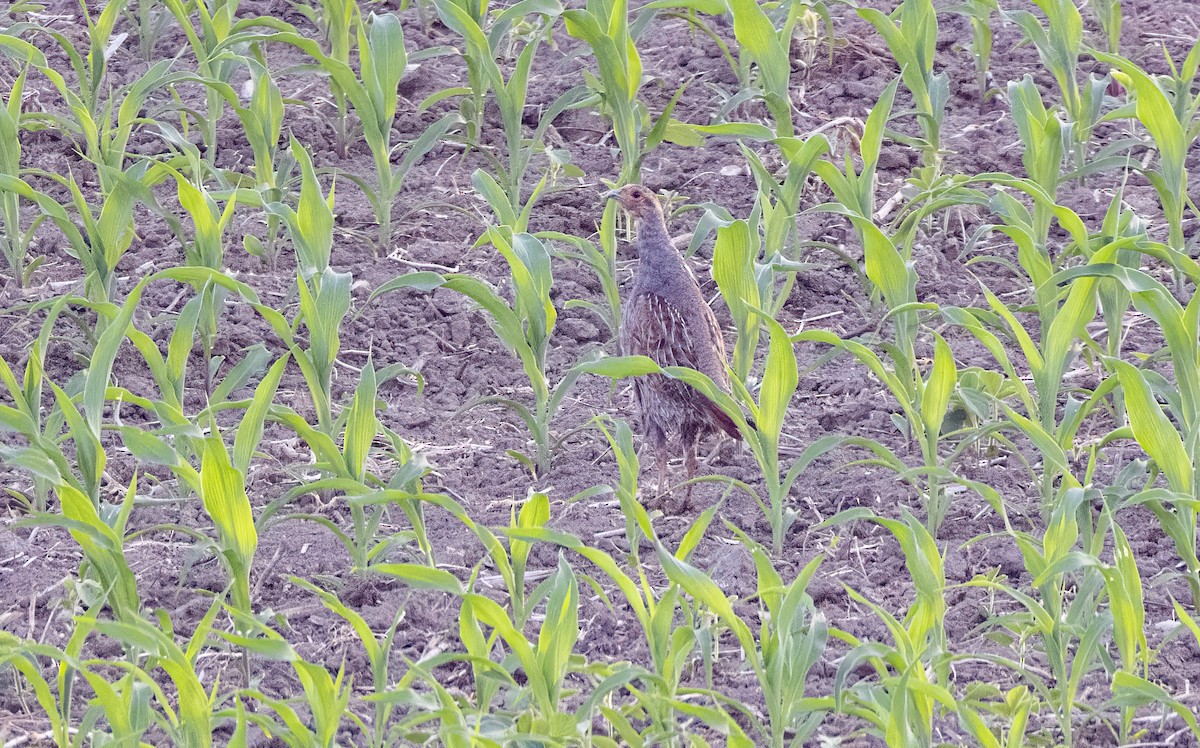 Gray Partridge - ML585939491