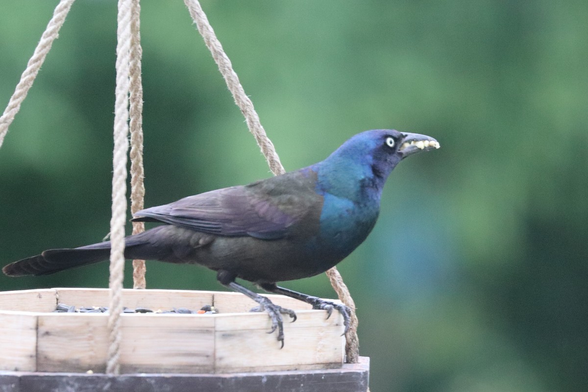 Common Grackle - ML585939551
