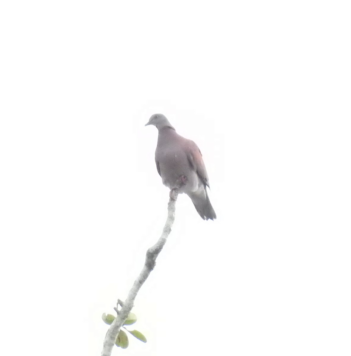Pale-vented Pigeon - ML585940441