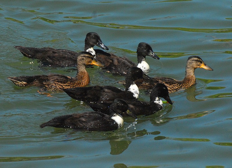 Mallard (Domestic type) - Group account  for eBirding in Serbia