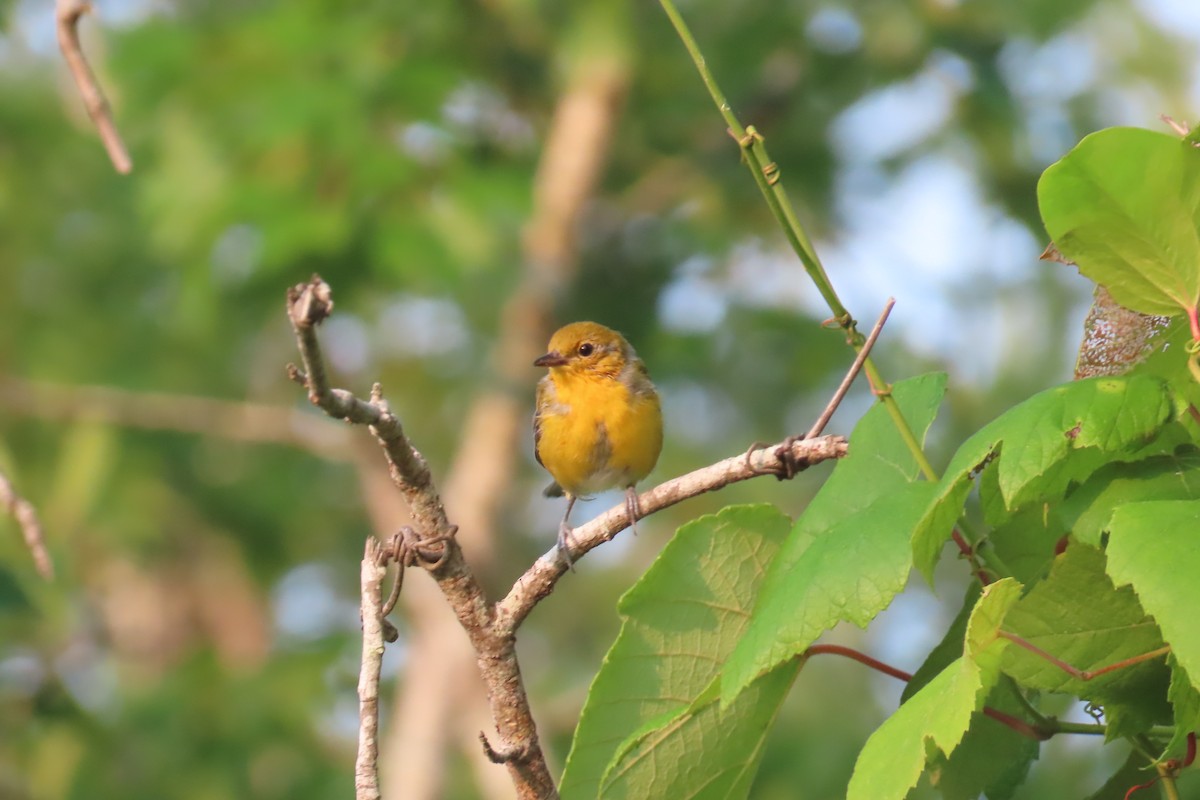 Prothonotary Warbler - ML585940821