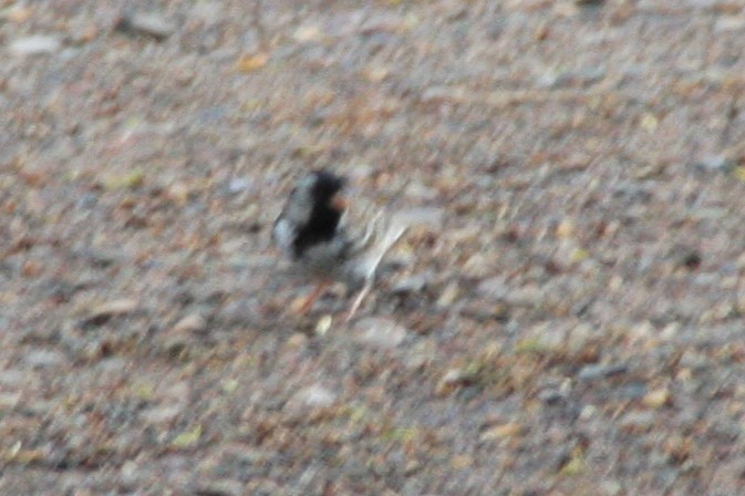 Harris's Sparrow - ML58594181