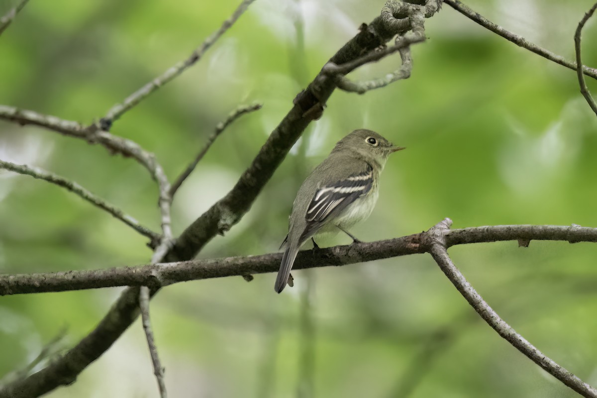 Yellow-bellied Flycatcher - Cindy Kindle