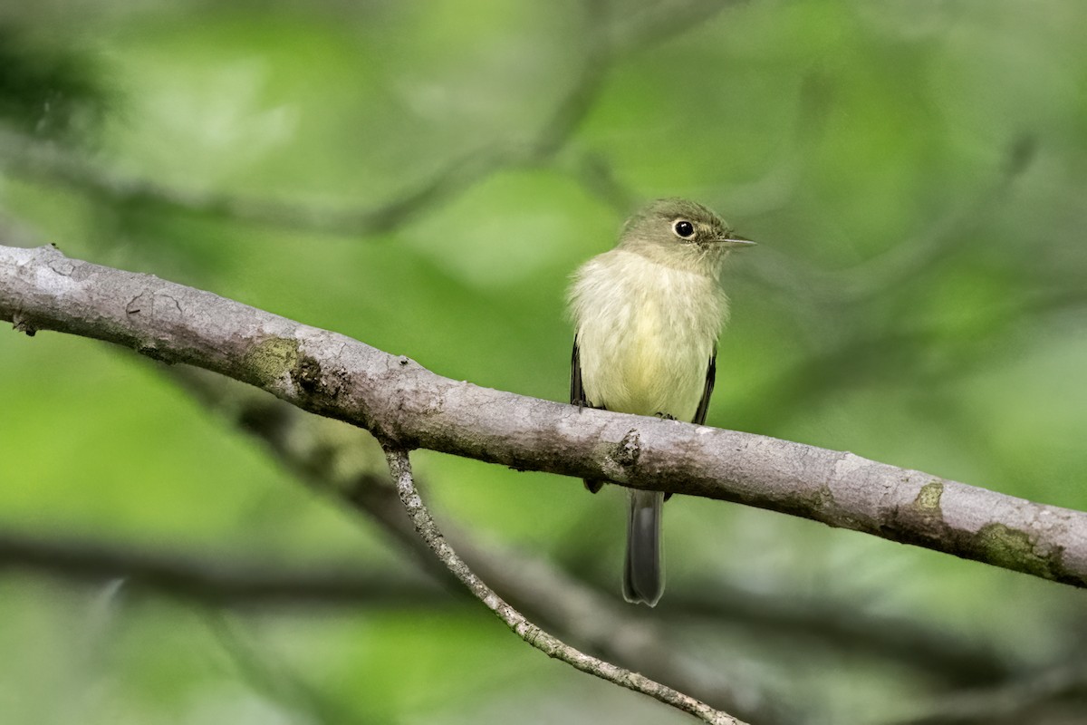 Yellow-bellied Flycatcher - Cindy Kindle