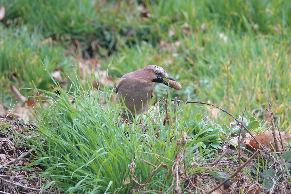 Eurasian Jay - Nicola Marchioli