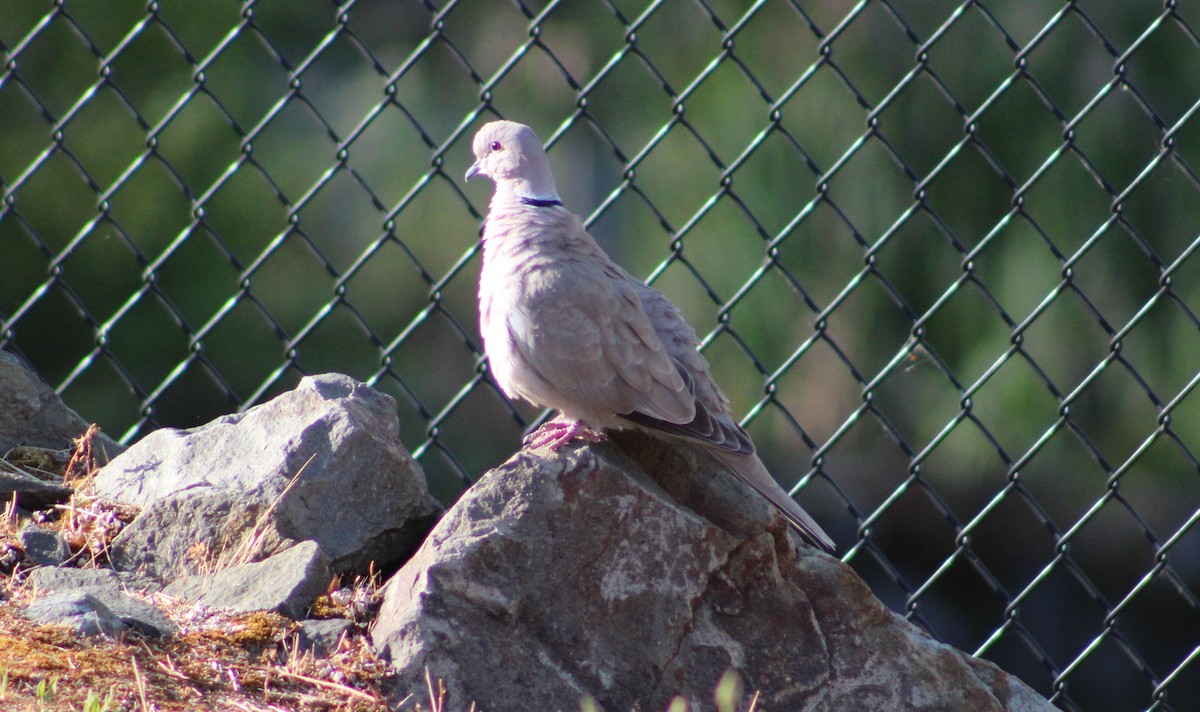 Eurasian Collared-Dove - ML585944241