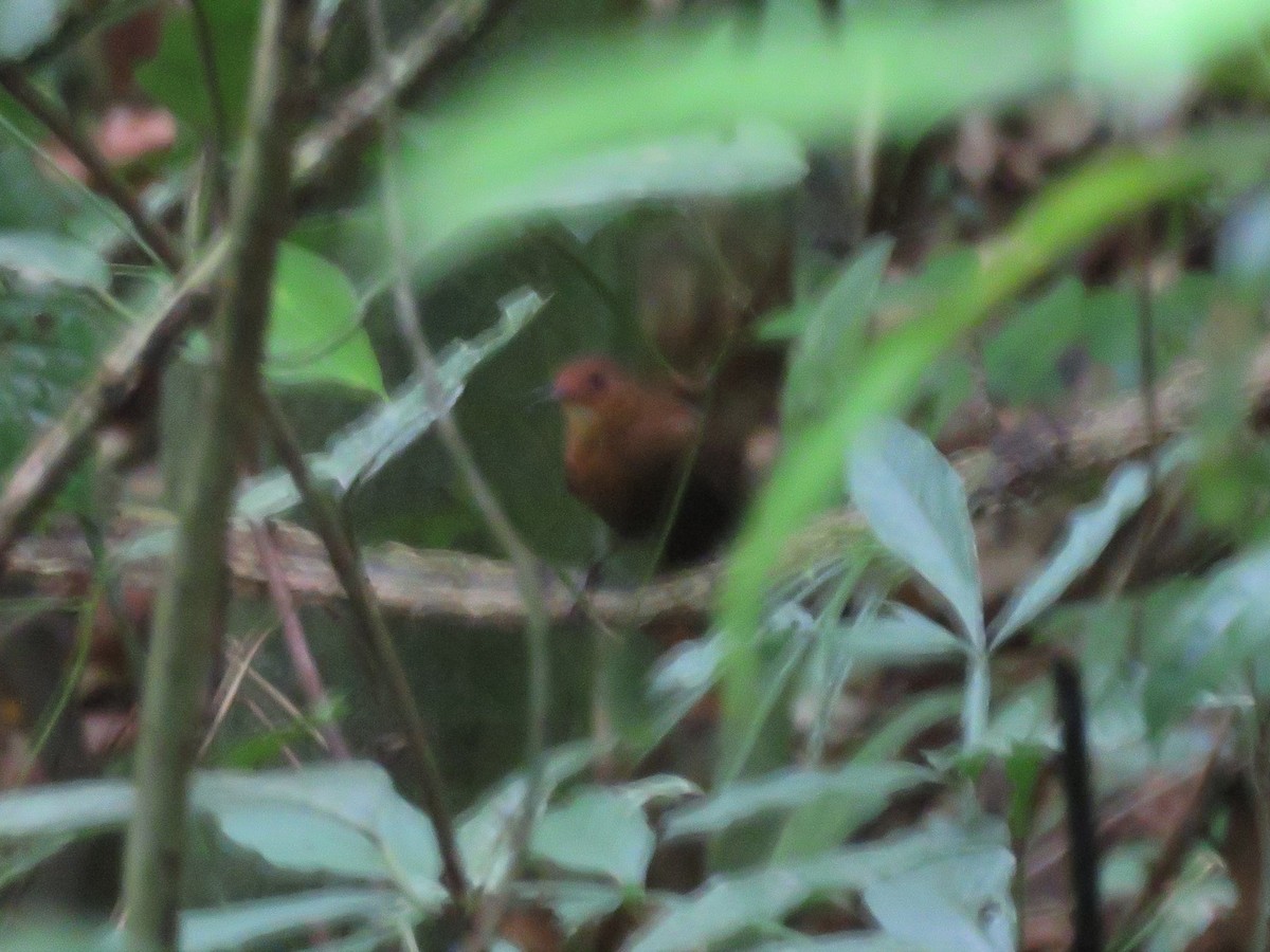 Black-tailed Leaftosser - ML585944271