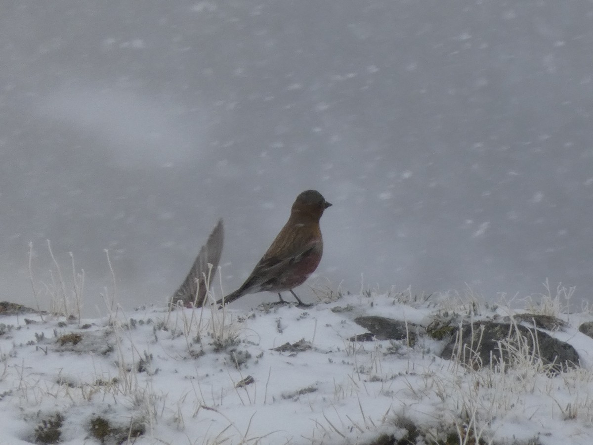 Brown-capped Rosy-Finch - ML585944581