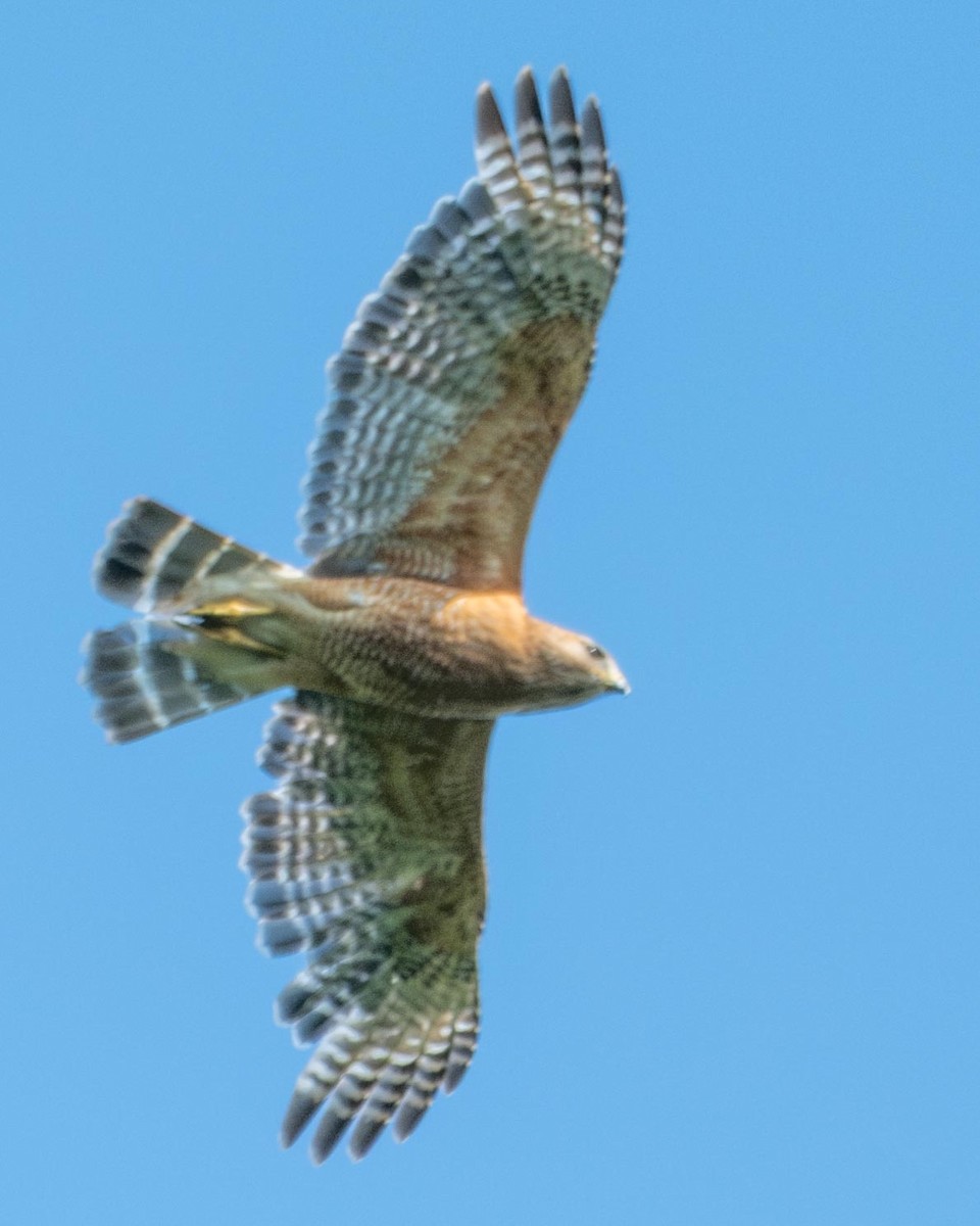 Red-shouldered Hawk - ML585944981