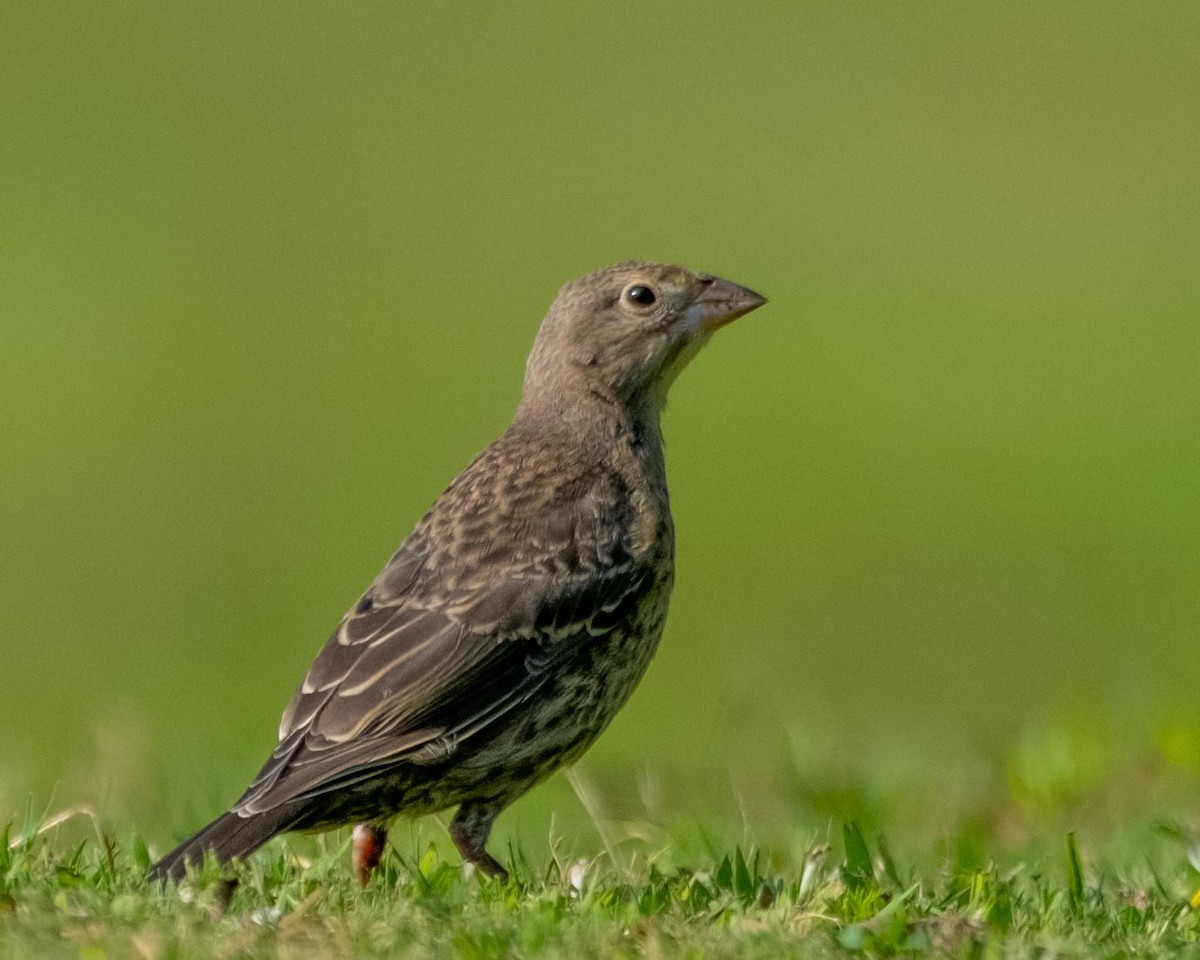 Brown-headed Cowbird - ML585945161