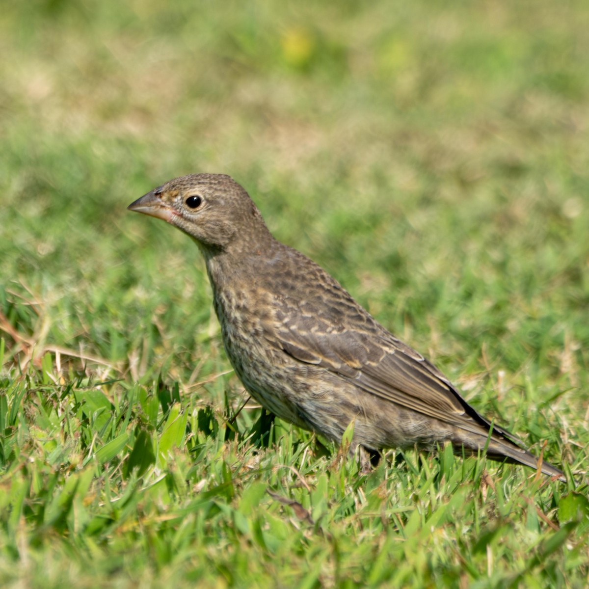 Brown-headed Cowbird - ML585945171