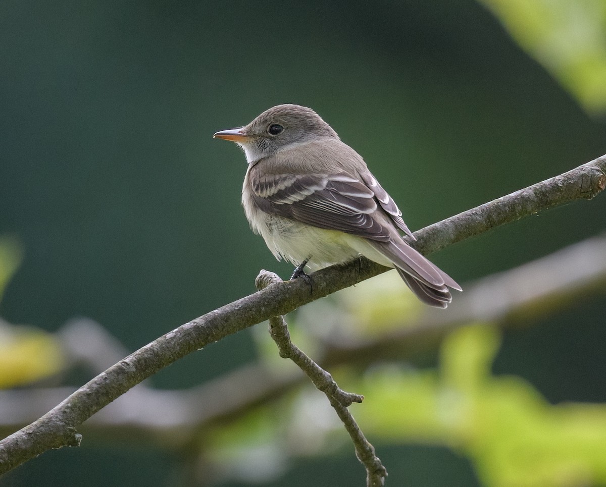 Willow Flycatcher - Tom Warren