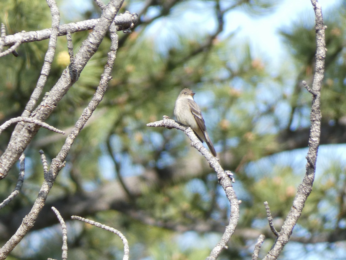 Western Wood-Pewee - ML585946151