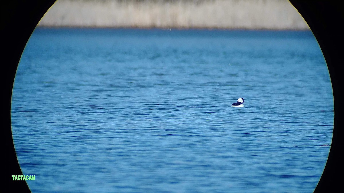 Bufflehead - ML585946531