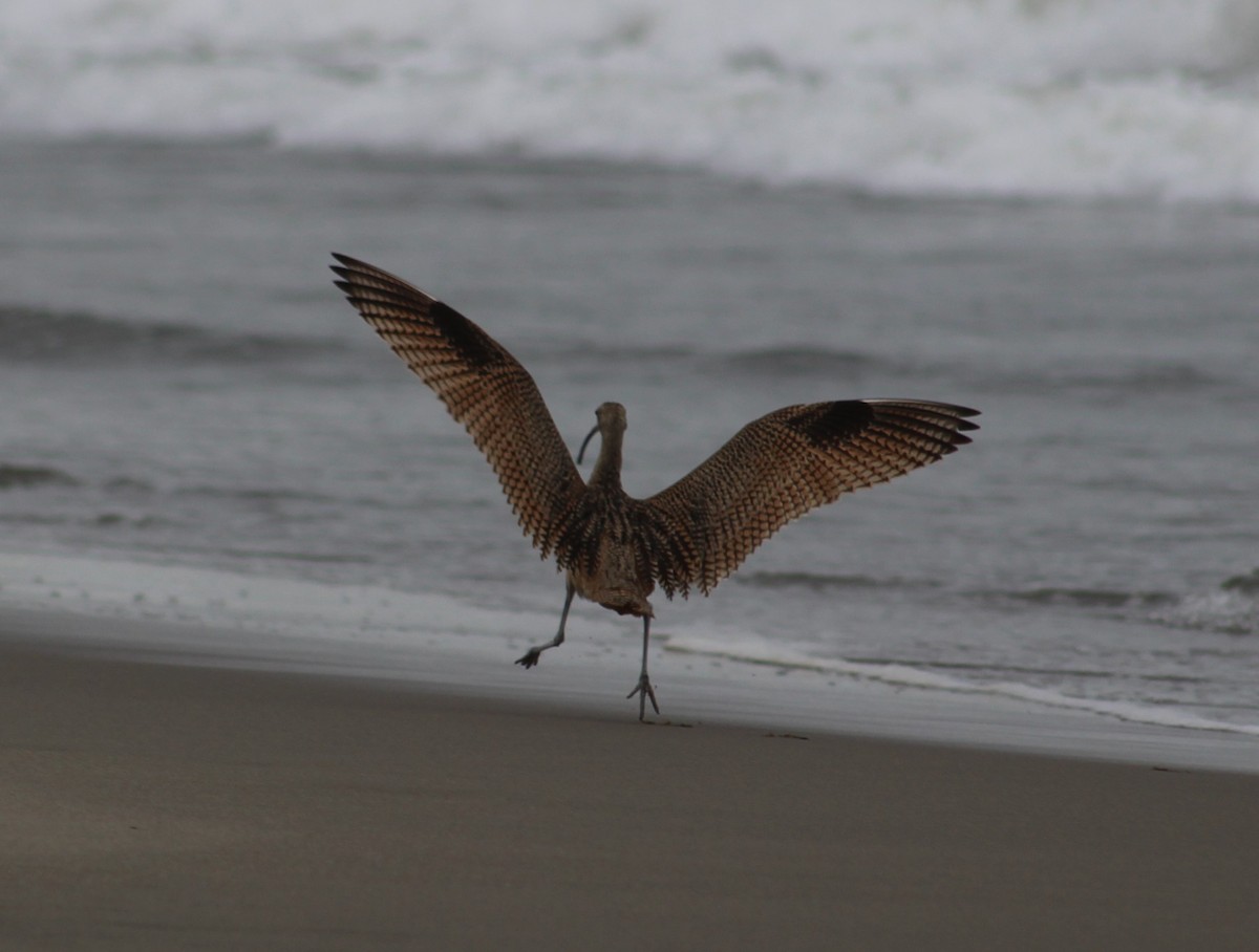 Long-billed Curlew - ML585947401
