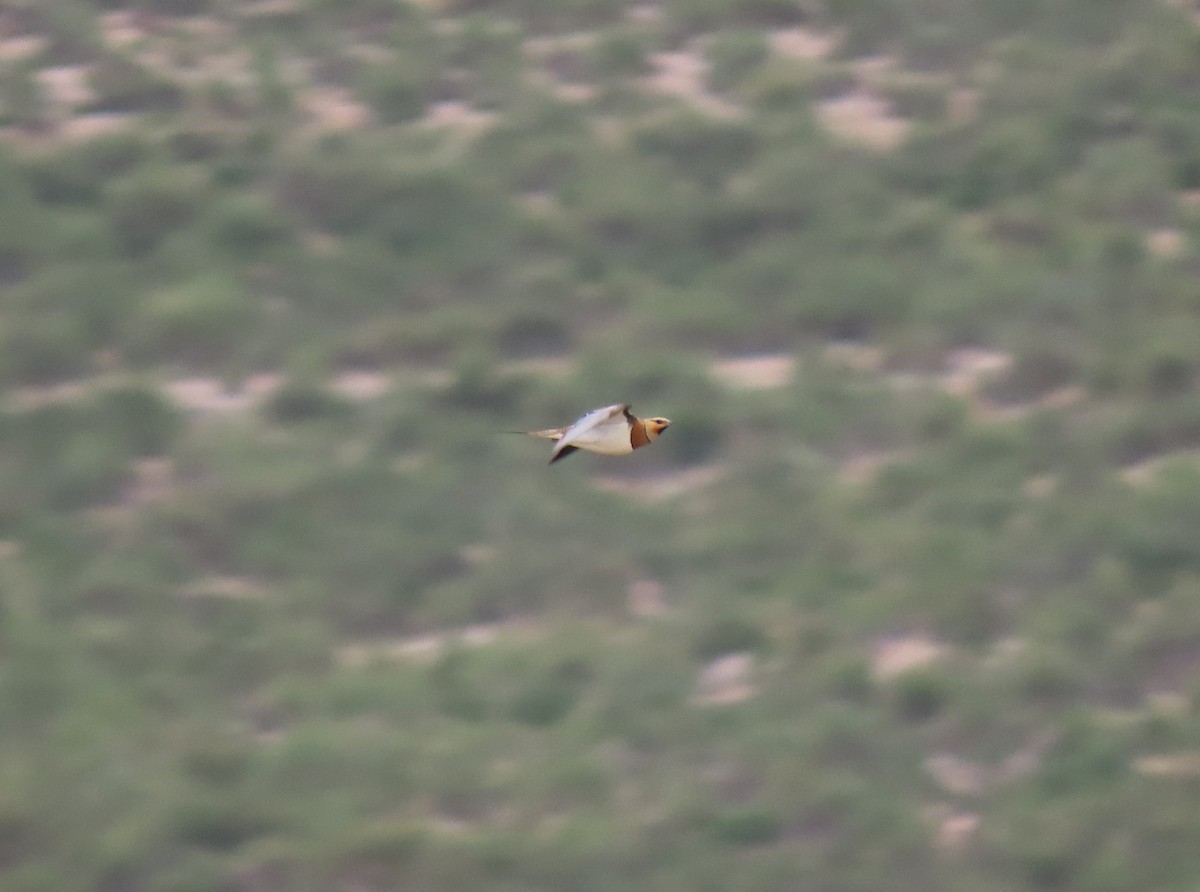 Pin-tailed Sandgrouse - ML585947731