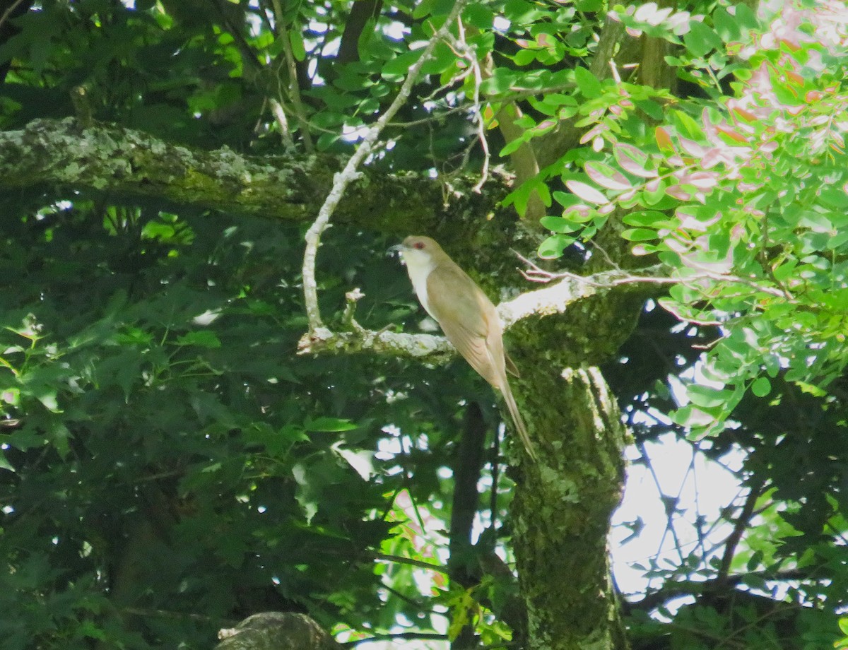 Black-billed Cuckoo - ML585947971