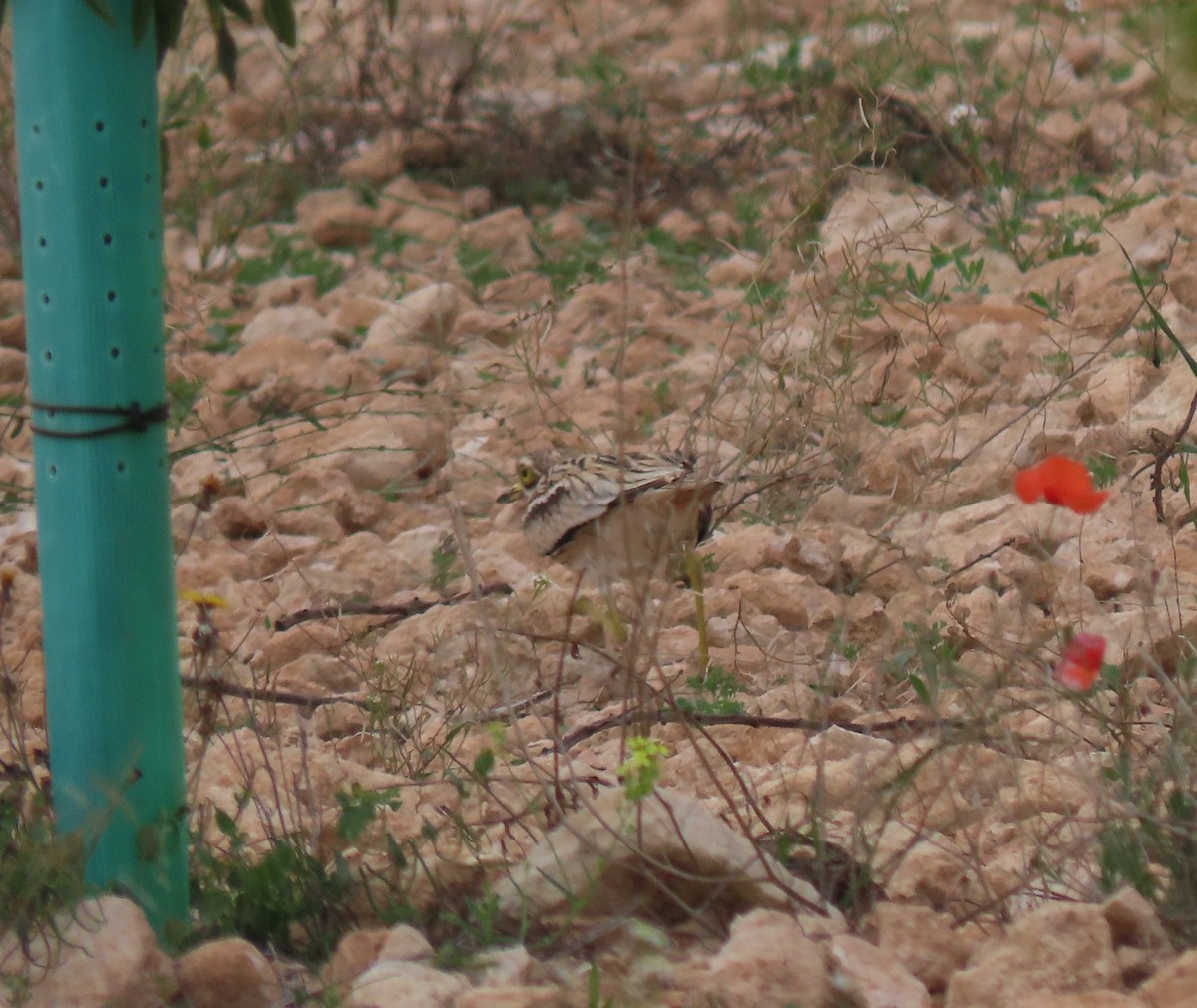 Eurasian Thick-knee - ML585948041