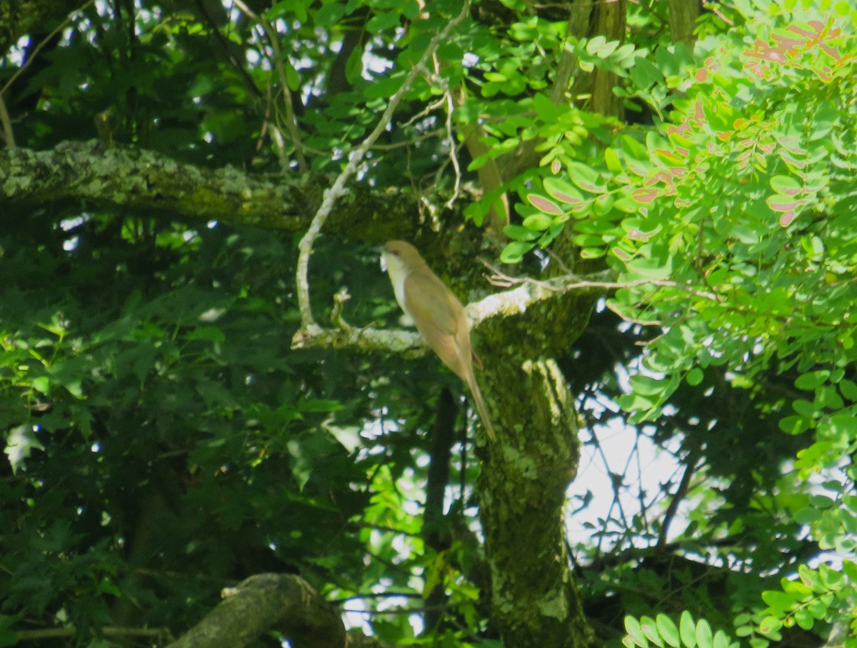 Black-billed Cuckoo - John Haas