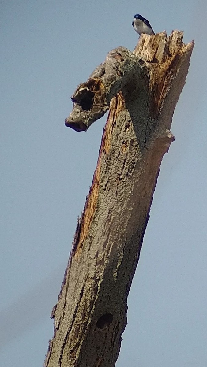 Tree Swallow - ML585948111