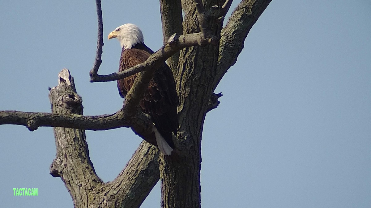 Bald Eagle - ML585948161