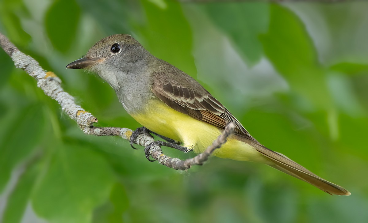 Great Crested Flycatcher - ML585948301