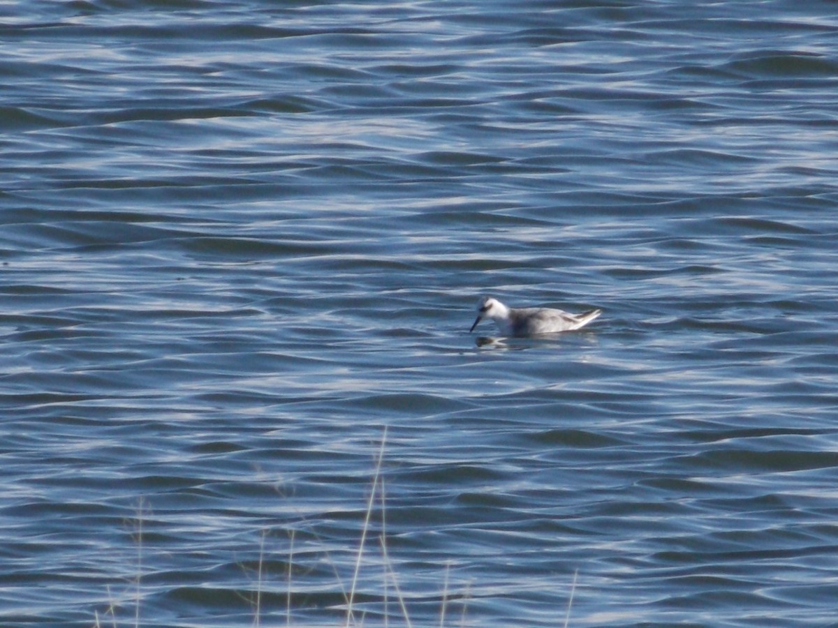 Red Phalarope - ML585948681