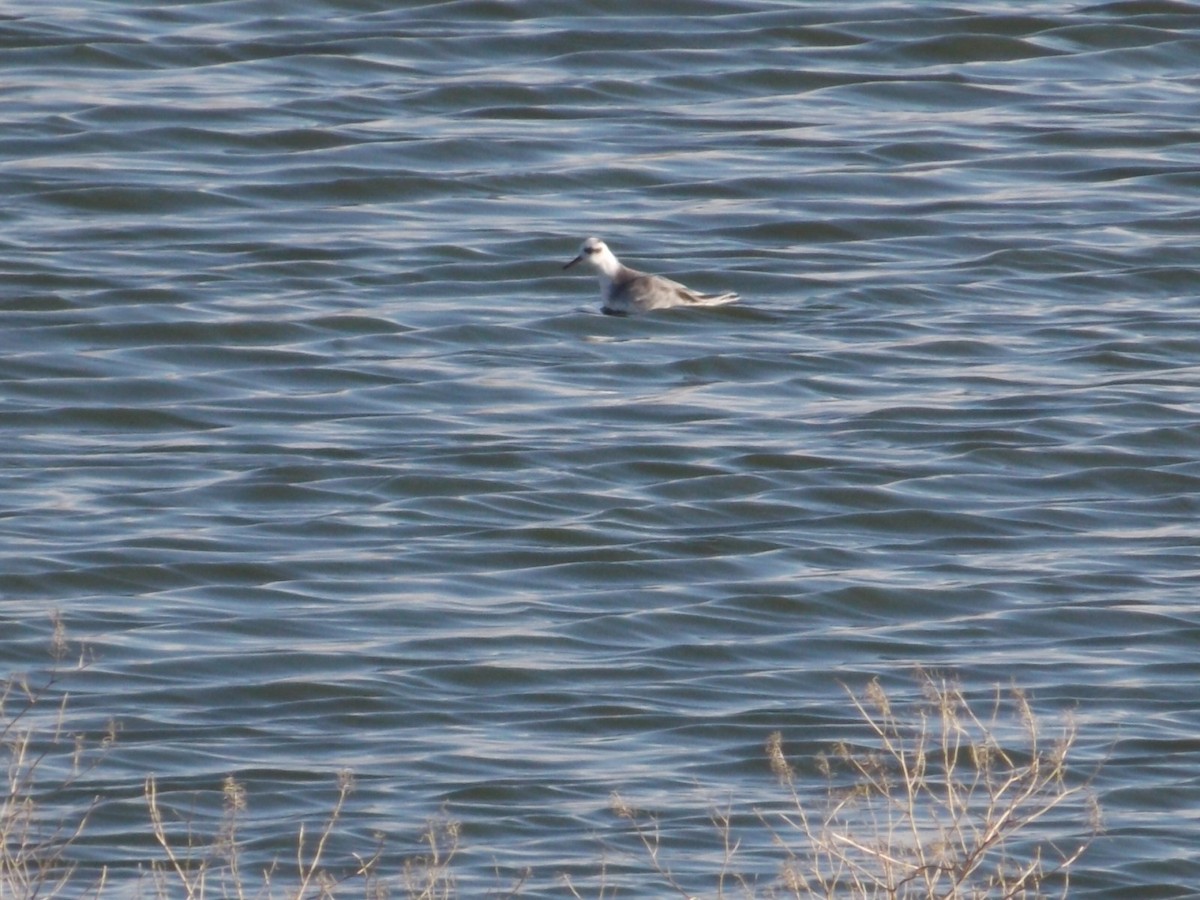 Red Phalarope - ML585948721