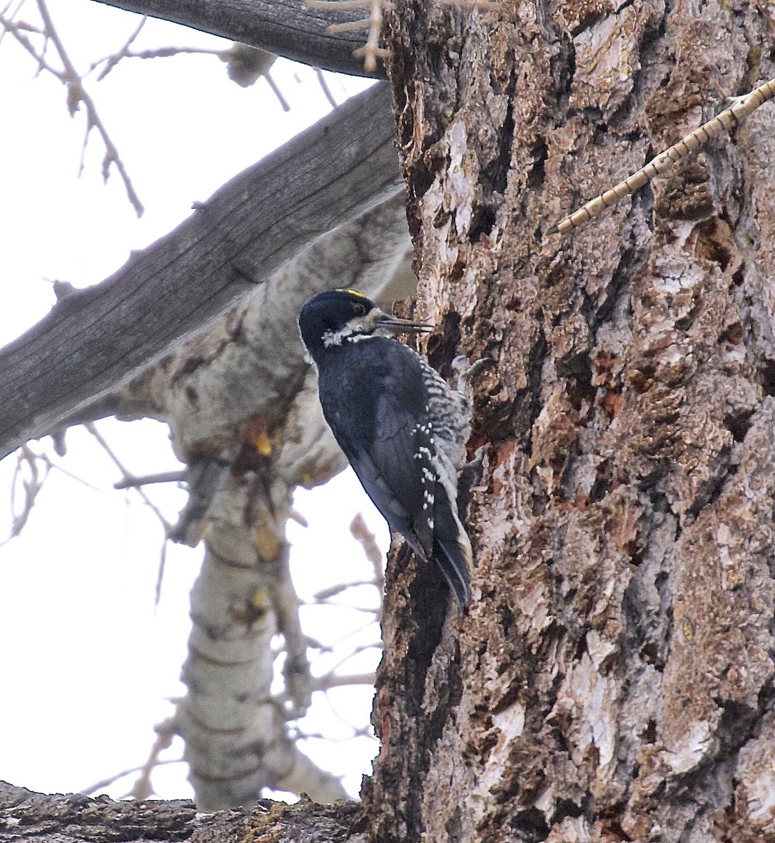 Black-backed Woodpecker - ML585948891