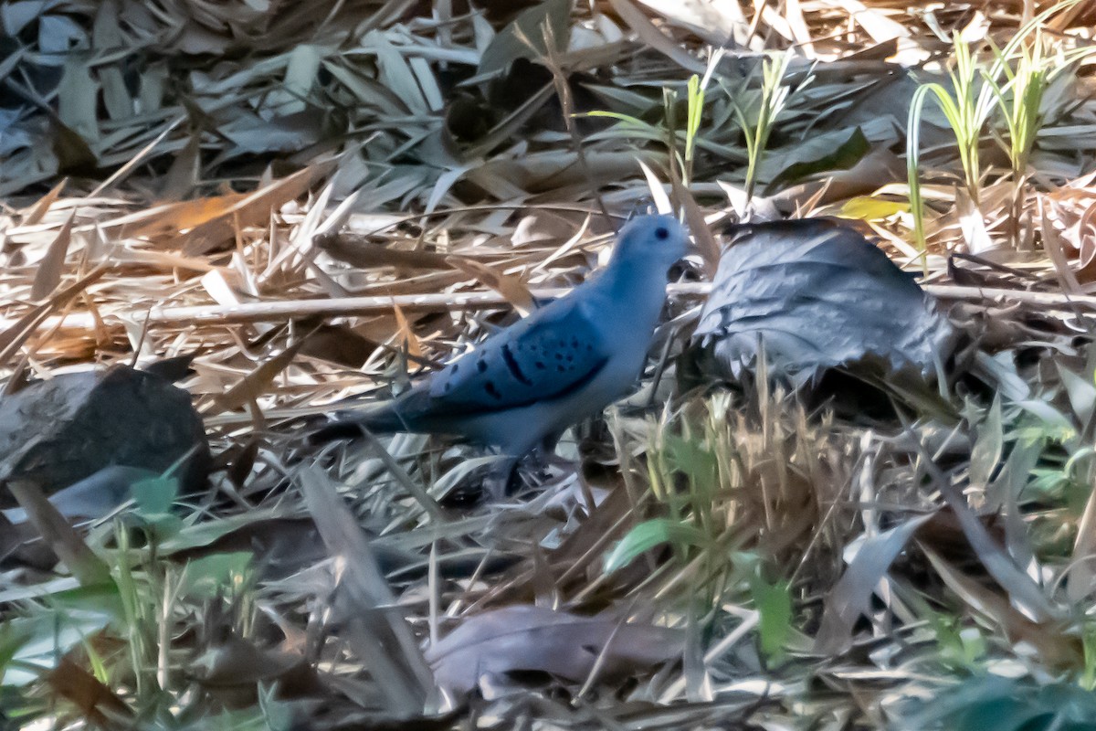 Blue Ground Dove - ML585950981