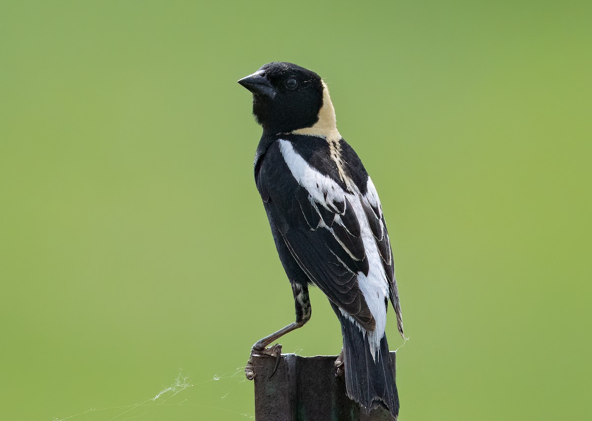 bobolink - ML585951541