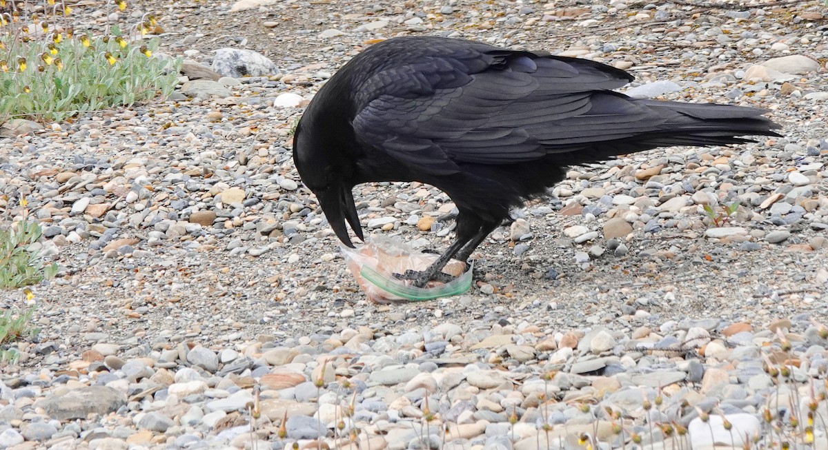 Common Raven - ML585952021