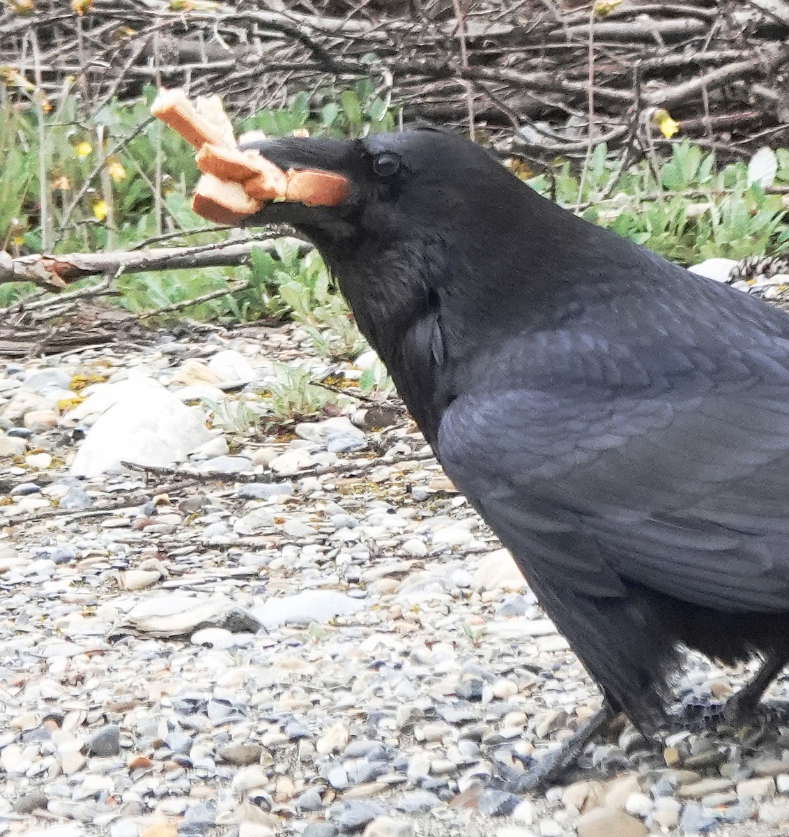 Common Raven - ML585952131