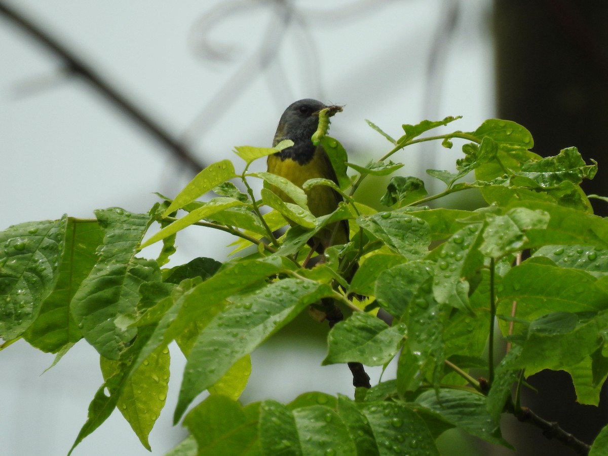 Mourning Warbler - ML585952741