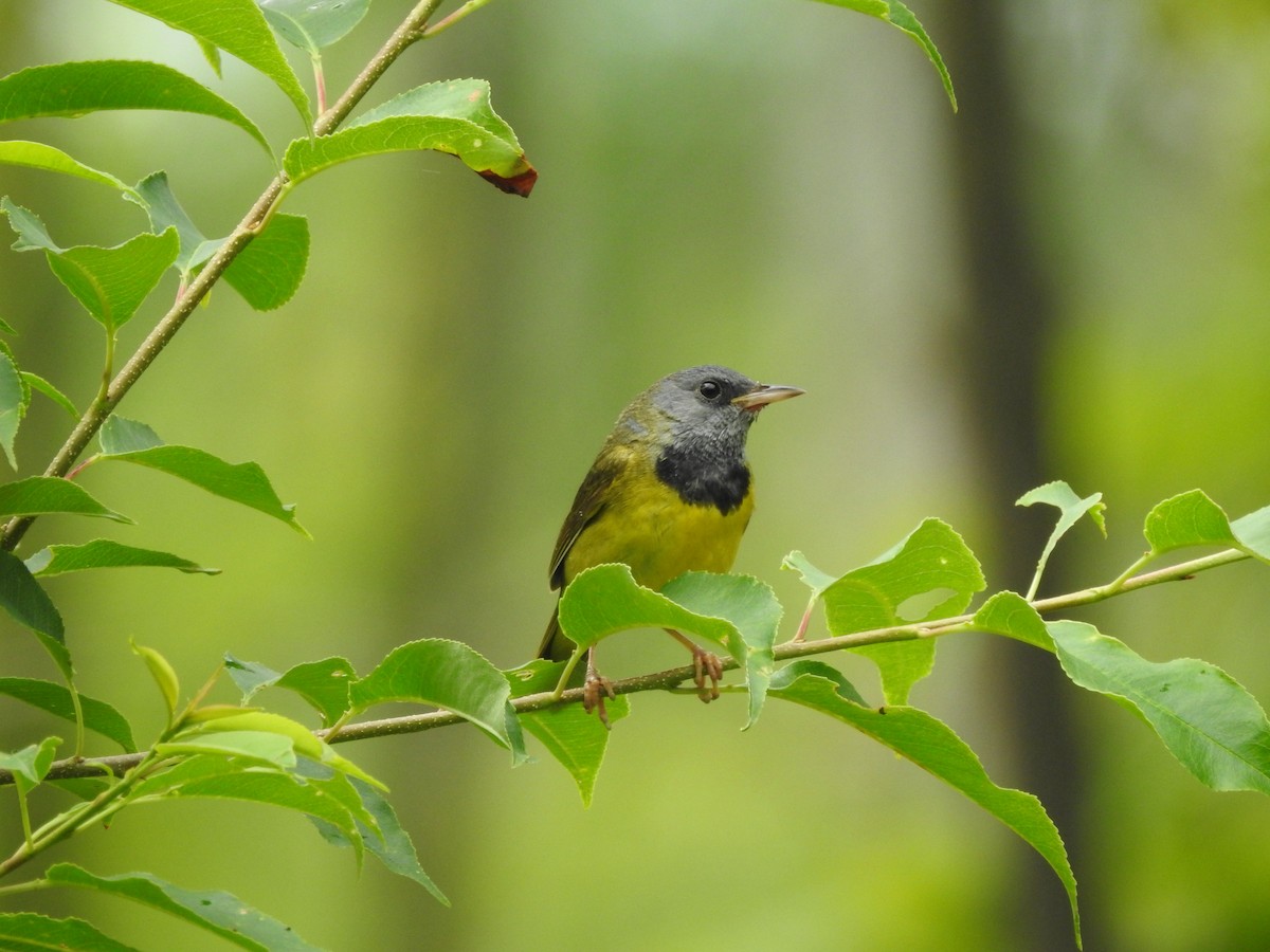 Mourning Warbler - Matthew Watson